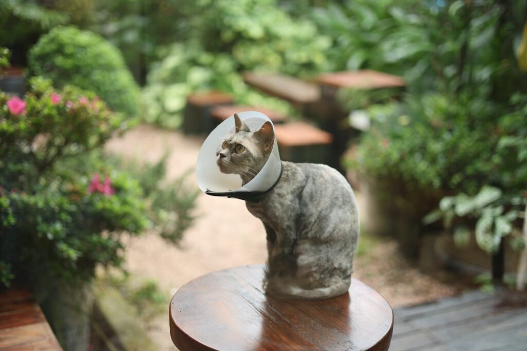 Herstel na een buikwandbreuk operatie: wat kun je verwachten?